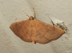 Hyalobathra crenulata