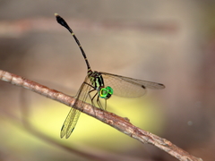 Nannophlebia eludens