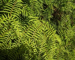 Gleichenia microphylla