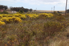 Leucadendron stelligerum