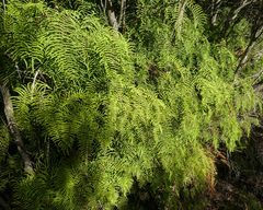 Gleichenia microphylla