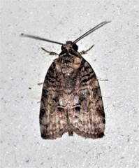 Garella vallata