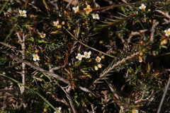 Lachnaea filicaulis