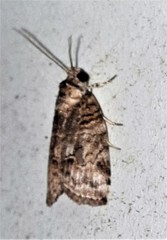Garella vallata