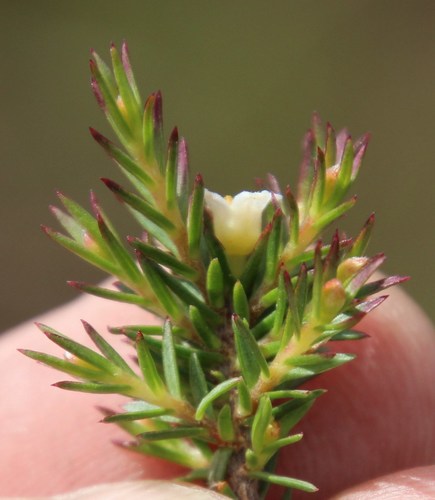 Image of Lachnaea filicaulis by (c) Tony Rebelo, some rights reserved (CC BY-SA)