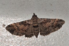 Mnesiloba eupitheciata