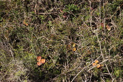 Lachnaea filicaulis
