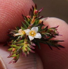 Lachnaea filicaulis