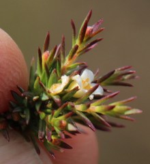 Lachnaea filicaulis