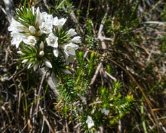 Epacris gunnii