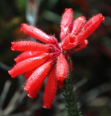 Erica cerinthoides cerinthoides