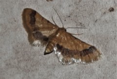 Idaea trypheropa