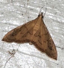 Hyalobathra crenulata