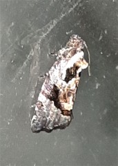 Asthenoptycha