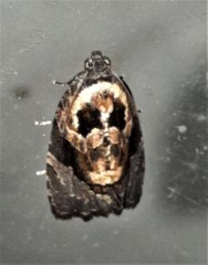 Asthenoptycha
