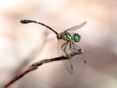 Nannophlebia eludens