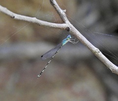 Indolestes tenuissimus