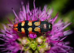 Castiarina pallidiventris