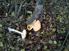 Amanita muscaria formosa