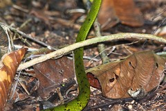 Dendrophidion clarkii