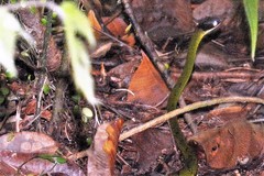 Dendrophidion clarkii