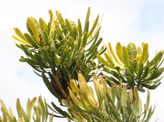 Leucadendron platyspermum