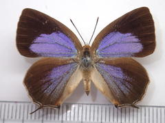 Wagimo signatus