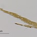 Carpenter's Rule Diatom - Photo (c) dskeet, some rights reserved (CC BY-NC)