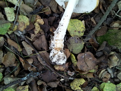 Amanita muscaria formosa