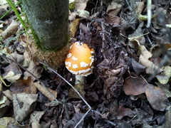 Amanita muscaria formosa