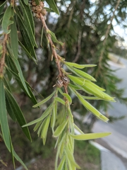 Paropsisterna semifumata