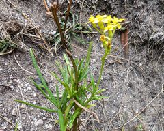 Senecio linearifolius linearifolius