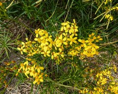 Senecio linearifolius linearifolius