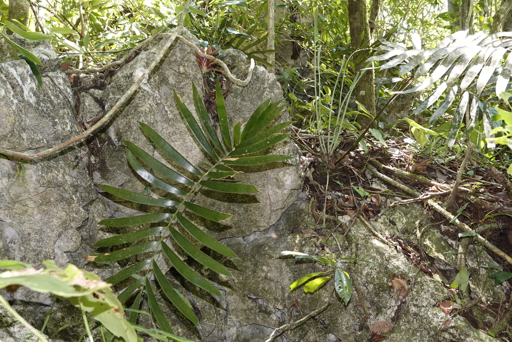 Ceratozamia santillanii