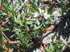 Polygonum paronychia