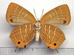 Wagimo signatus