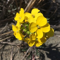 Erysimum menziesii