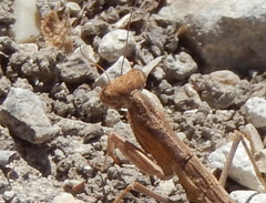 Geomantis larvoides
