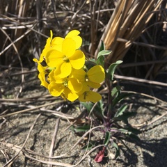 Erysimum menziesii