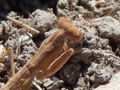 Geomantis larvoides