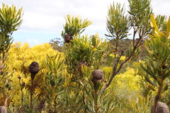 Leucadendron platyspermum