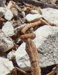 Geomantis larvoides
