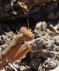 Geomantis larvoides