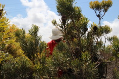 Leucadendron platyspermum