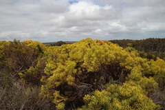 Leucadendron platyspermum