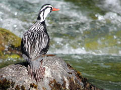 Merganetta armata armata