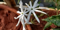 Jasminum malabaricum