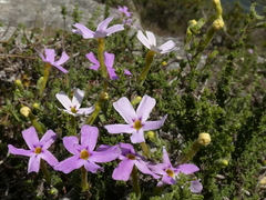 Jamesbrittenia calciphila