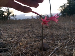 Zephyranthes advena
