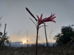 Zephyranthes advena